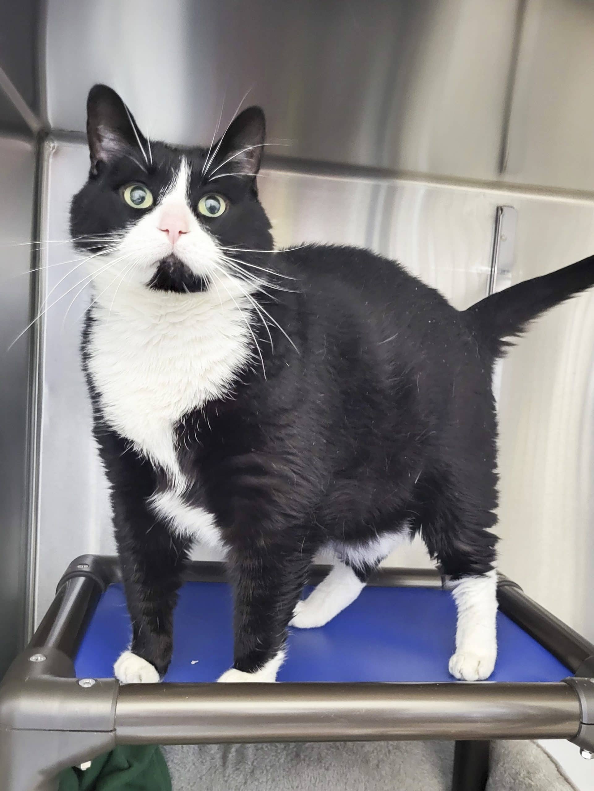 Ti-Loup - Domestic Shorthair cat available for adoption at SPCA de l'Outaouais in Gatineau