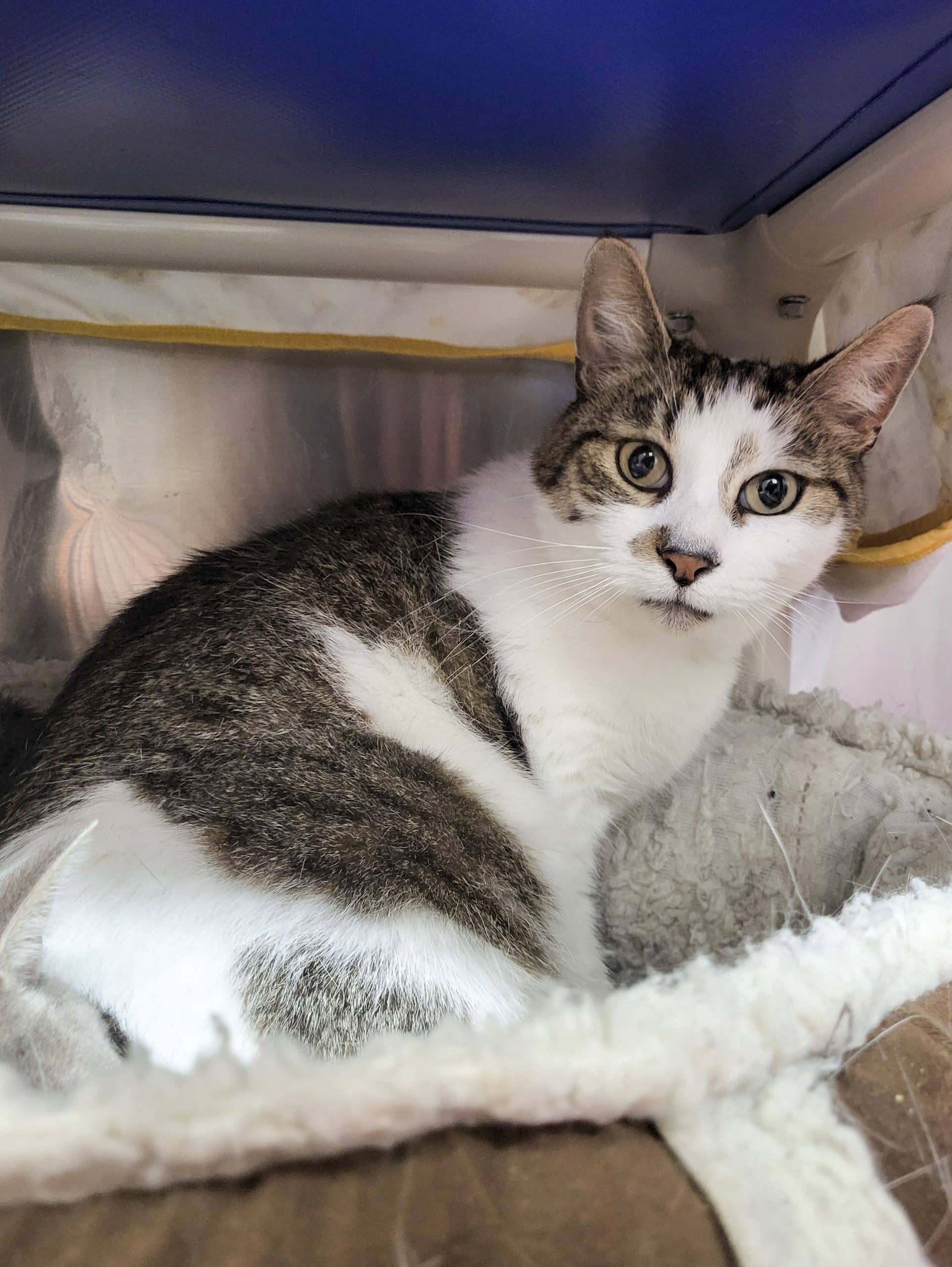 Whiskey - Domestic Shorthair cat available for adoption at SPCA de l'Outaouais in Gatineau