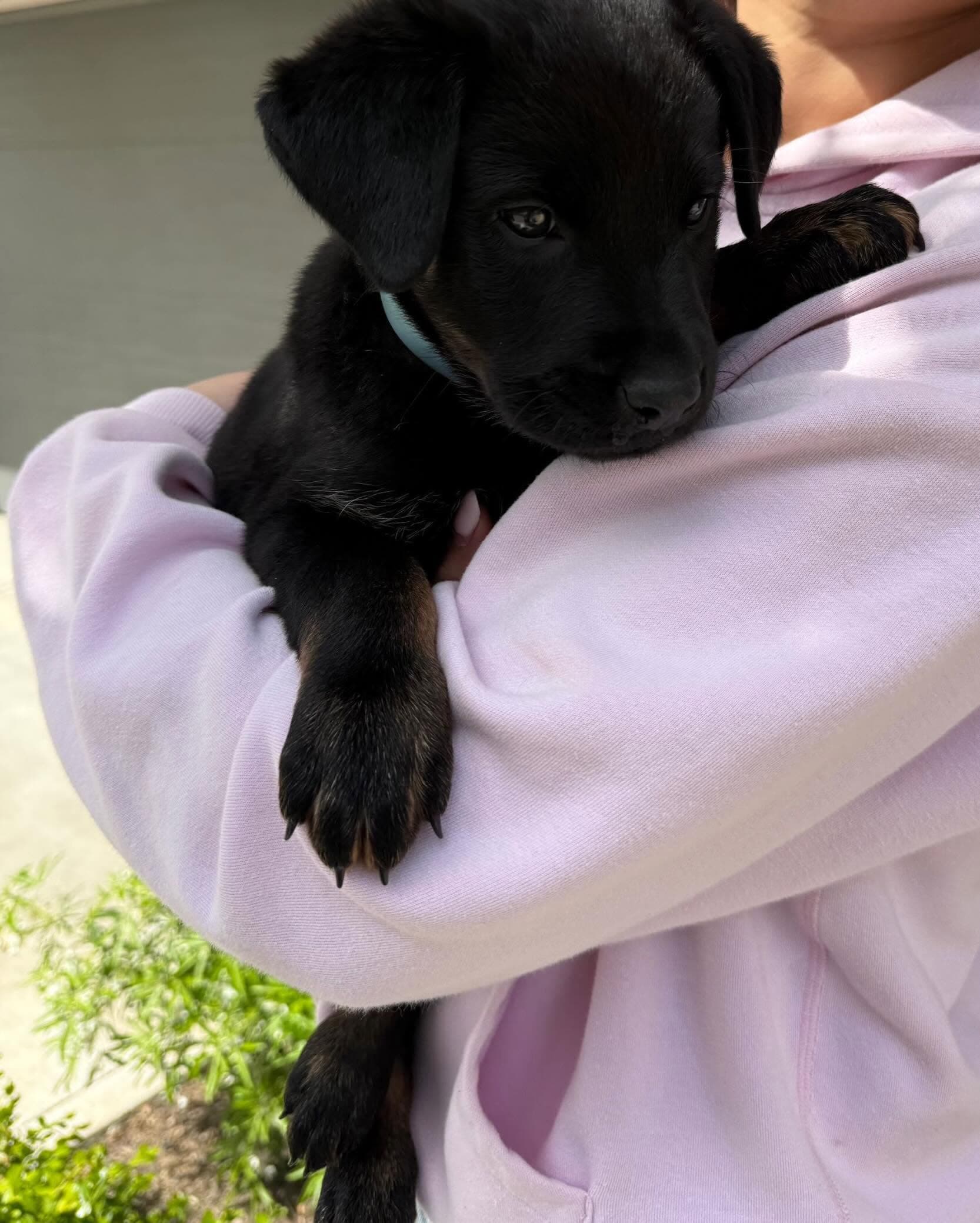 Nellie - Mixed Breed available for adoption in Calgary