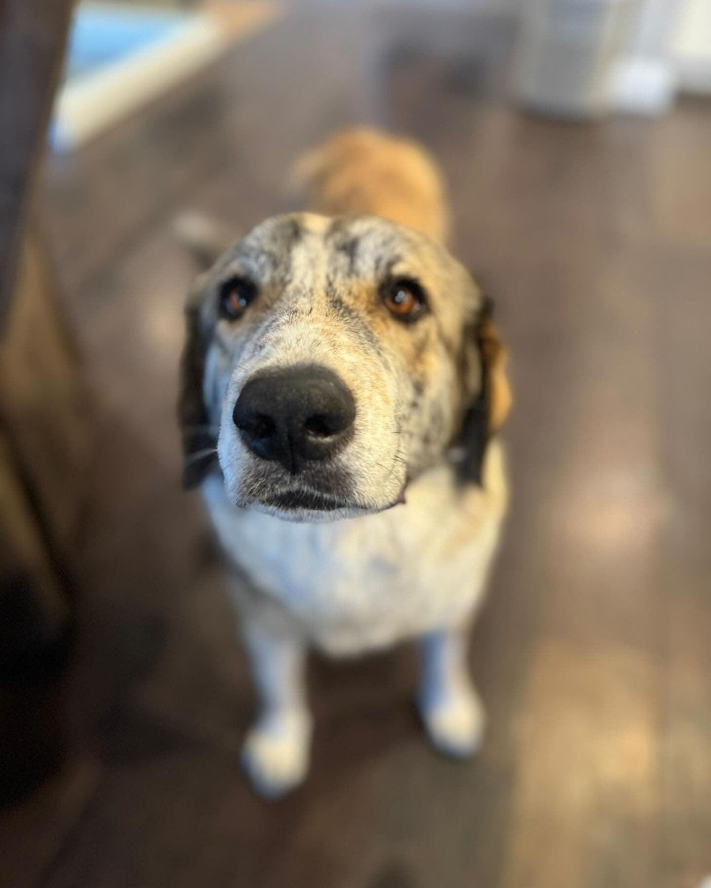 Lolita - Mixed Breed available for adoption in Calgary