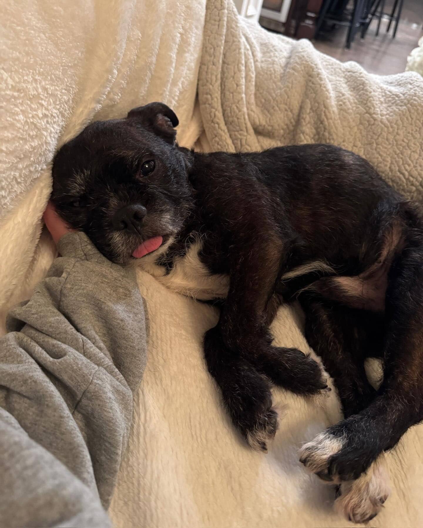 Ziggy - Mixed Breed available for adoption in Calgary