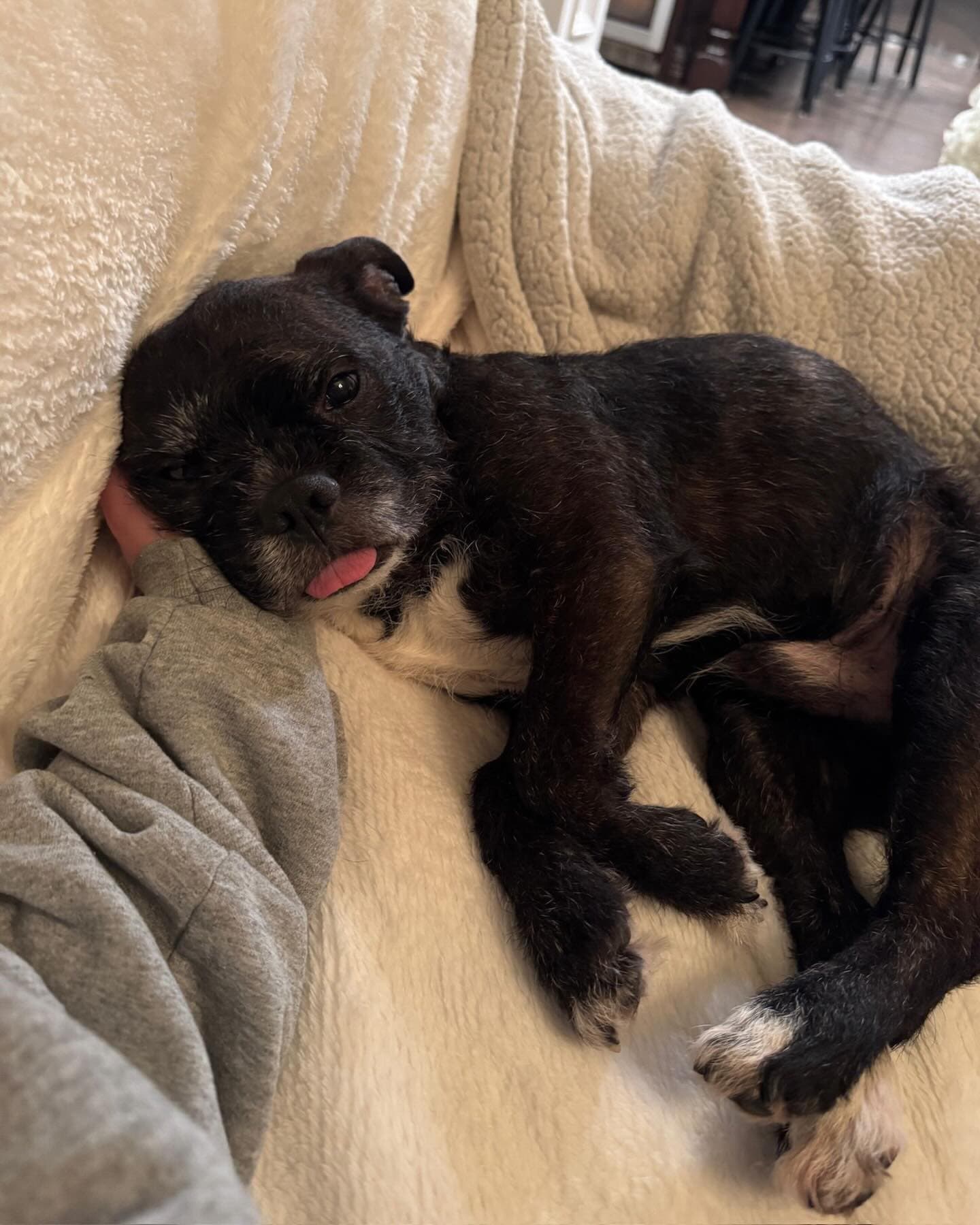 Ziggy - Mixed Breed available for adoption in Calgary