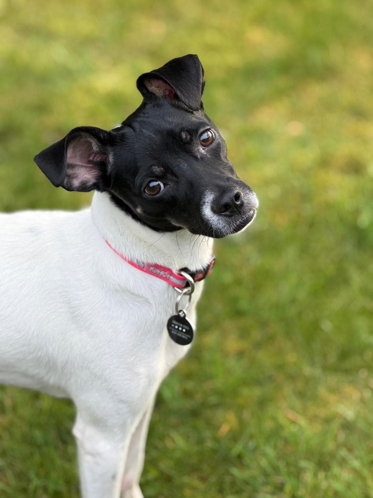 Nala - Mixed Breed available for adoption in Calgary