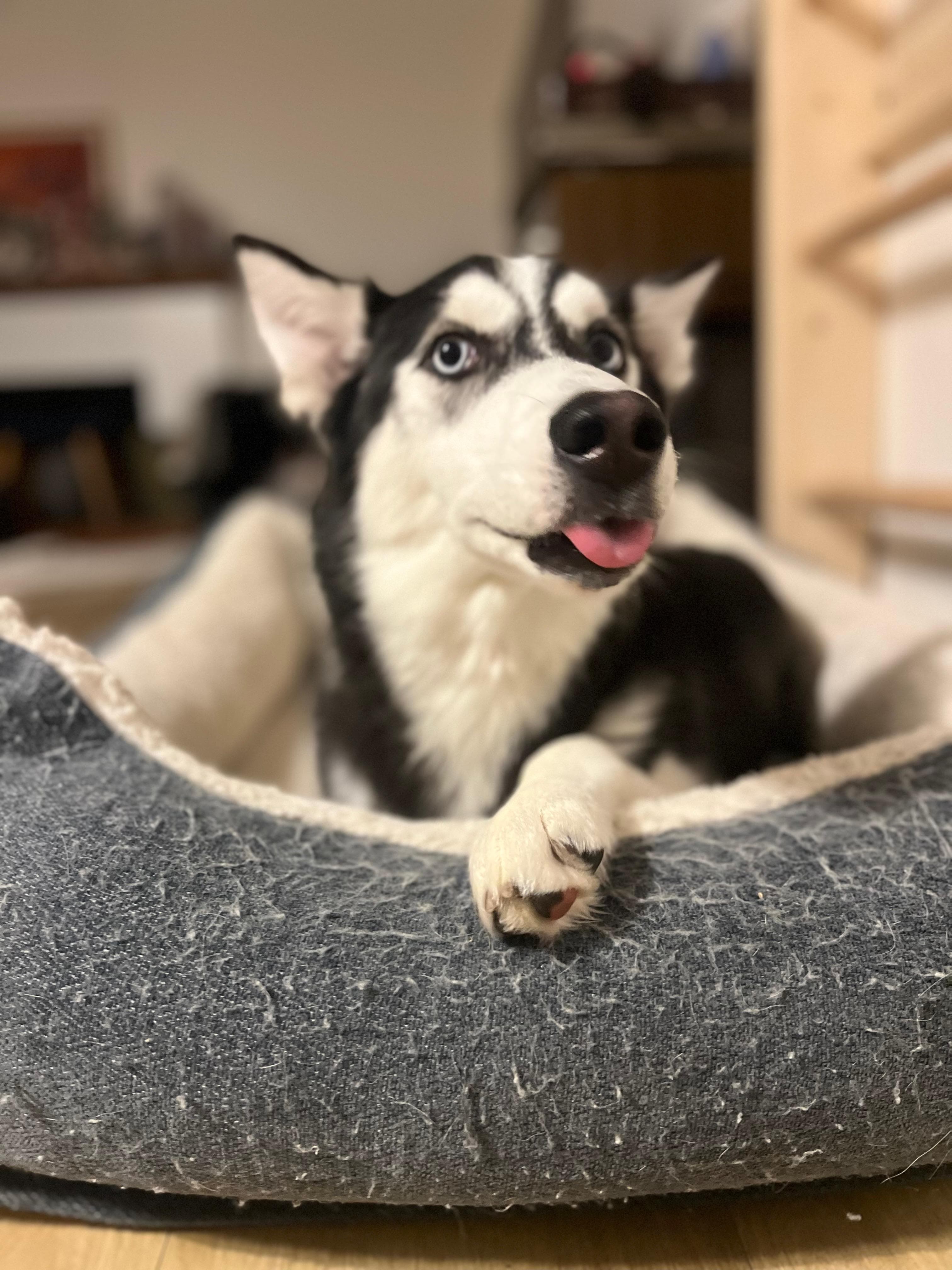 Ti-Ti - Husky available for adoption in Calgary