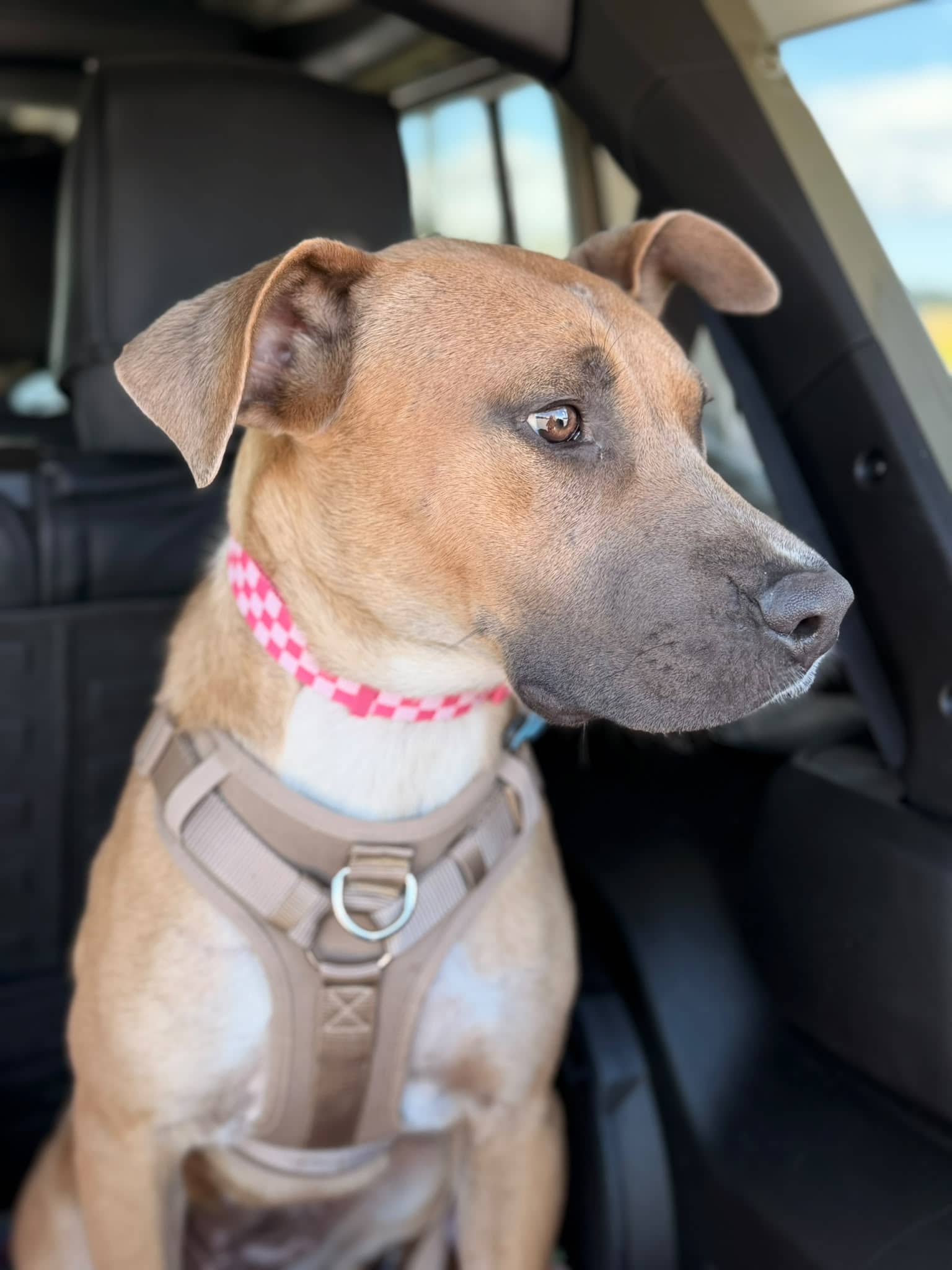 Tilly - Pit Bull Mix available for adoption in Calgary