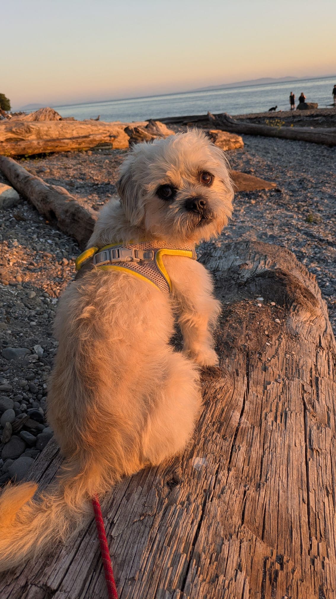 Dougie - Chill available for adoption
