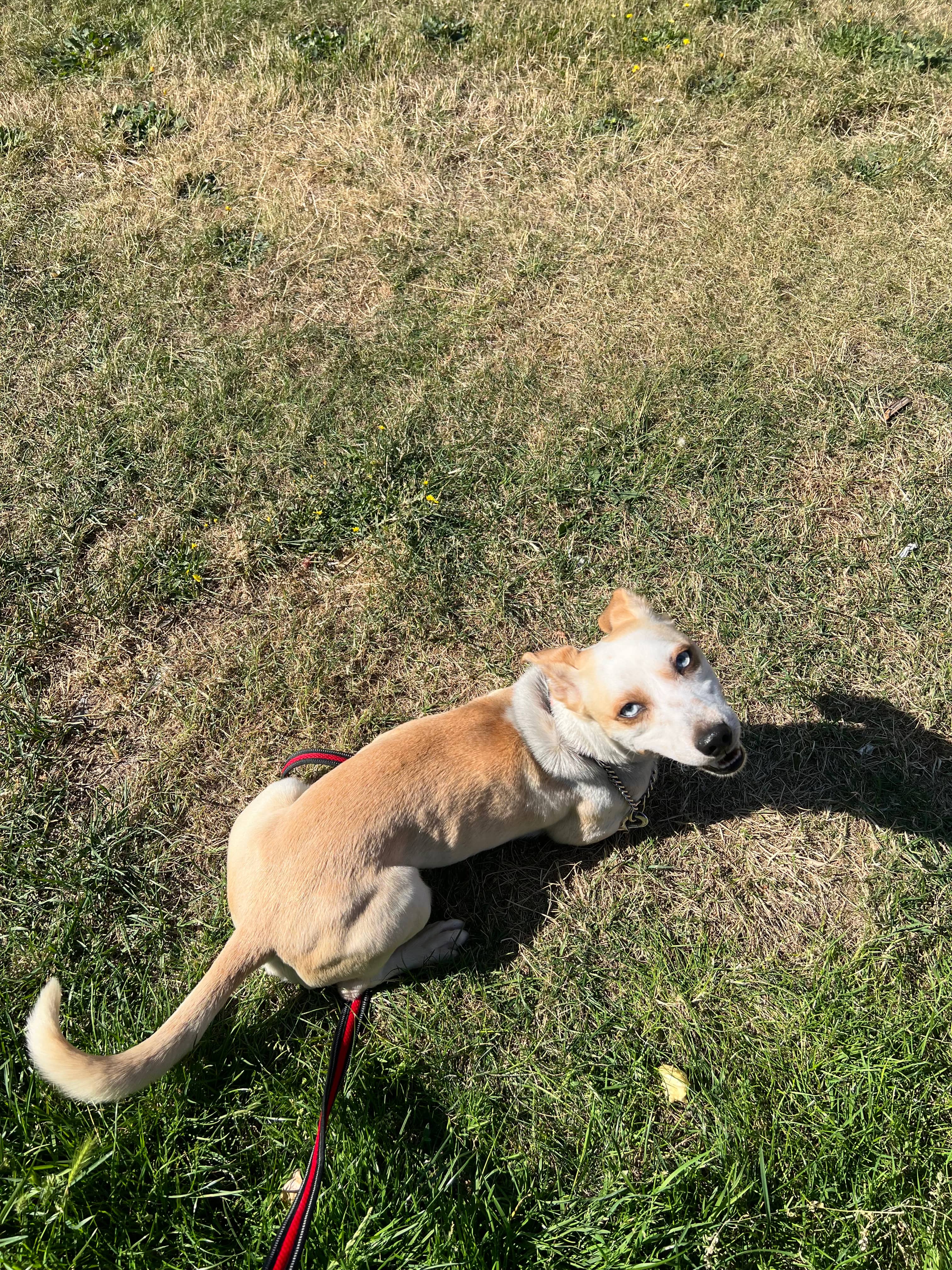 Manuel - Mixed Breed available for adoption in Calgary