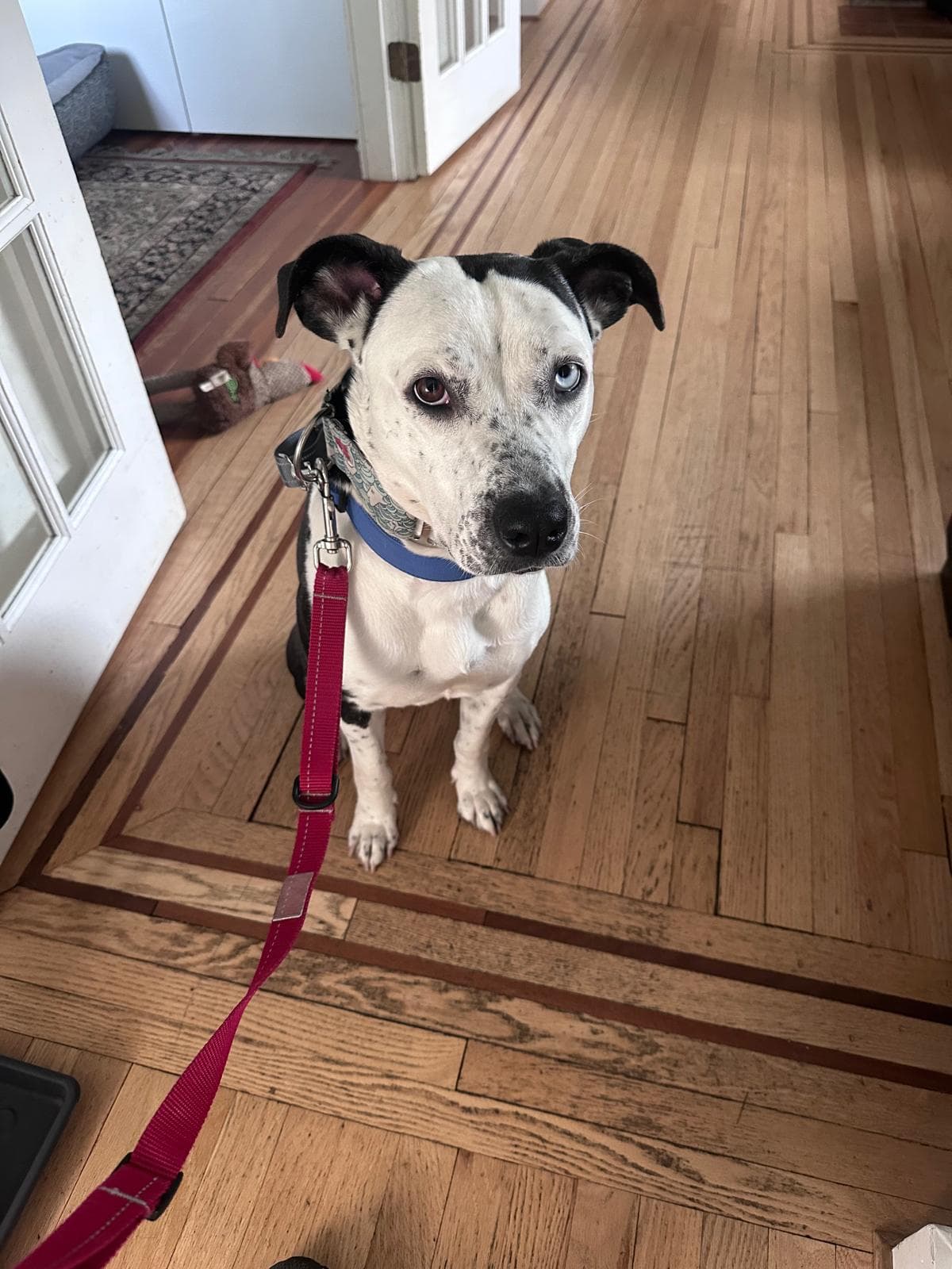 Osa - Mixed Breed available for adoption in Calgary