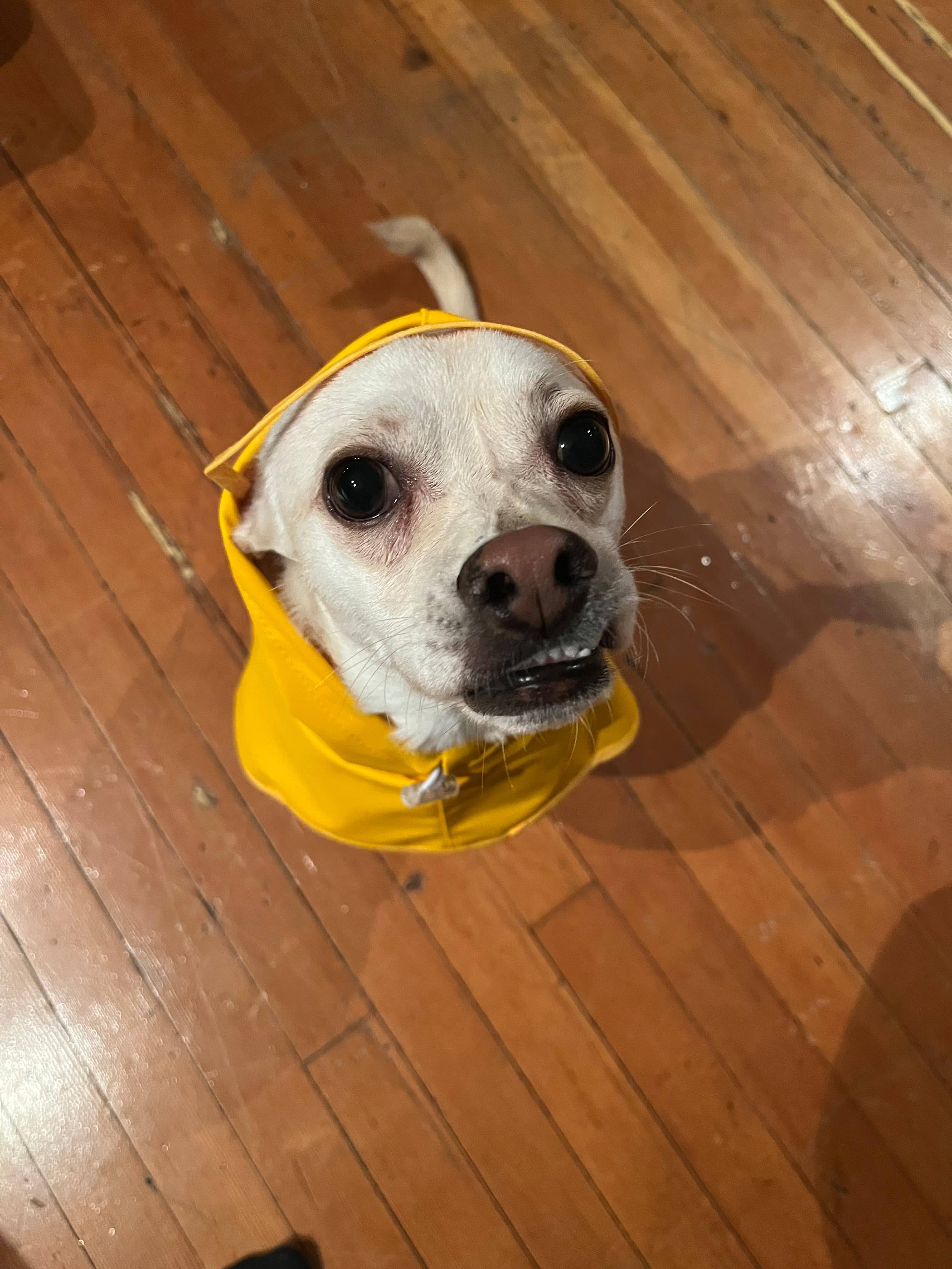 Pip - Mixed Breed available for adoption in Calgary