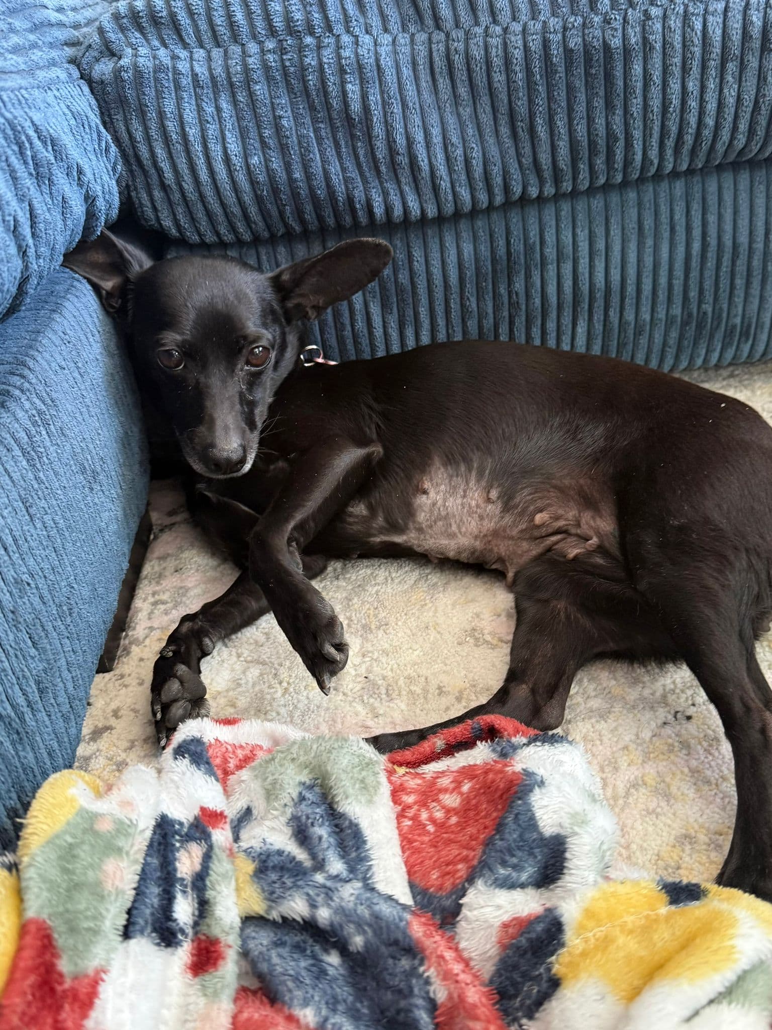 Eve - Dachshund available for adoption in Calgary