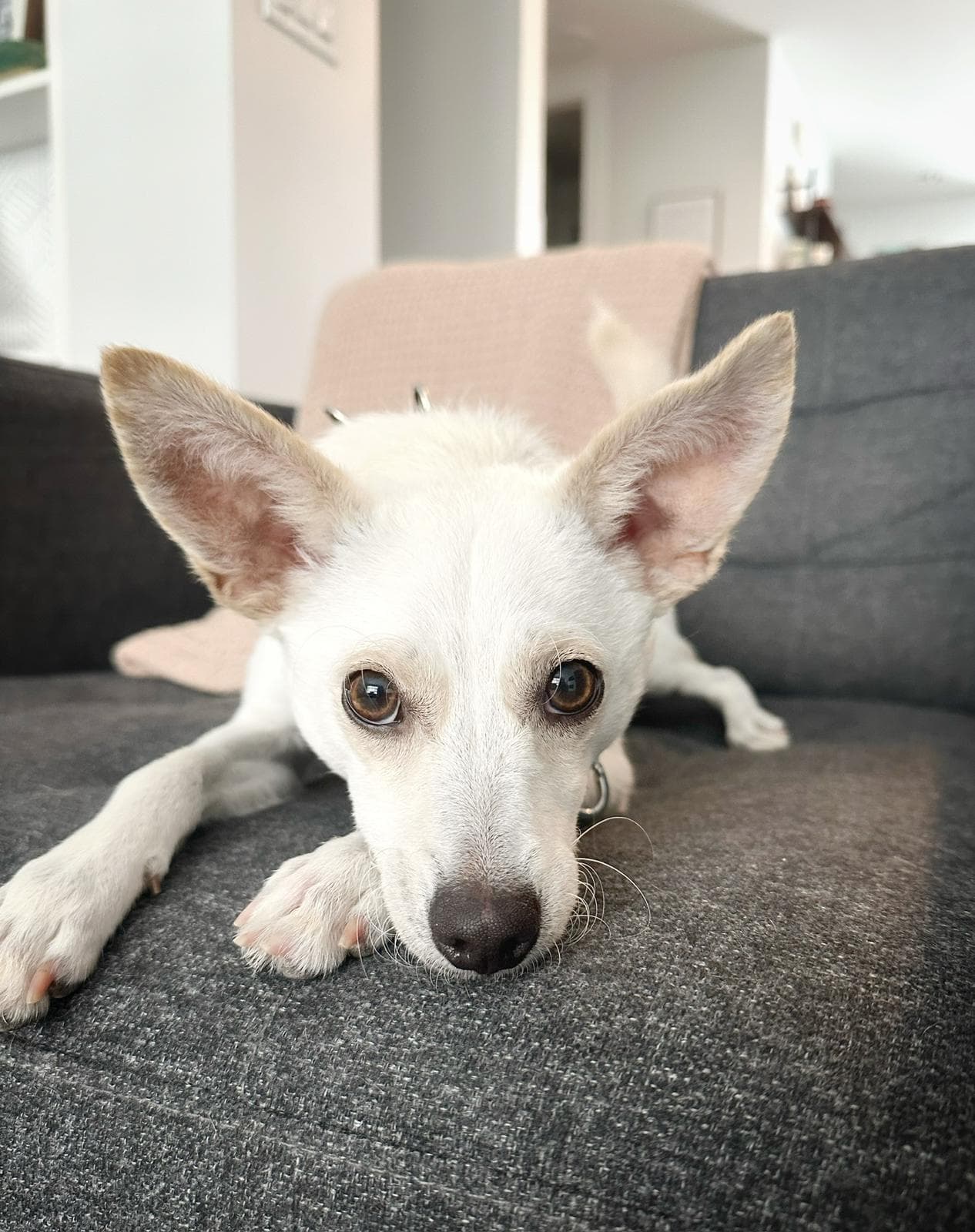 Cashew - Mixed Breed available for adoption in Calgary