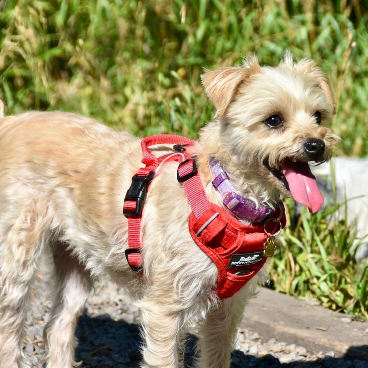Magy - Schnauzer Mix available for adoption in Calgary