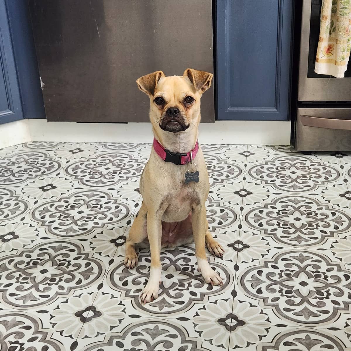 Petunia - pug available for adoption