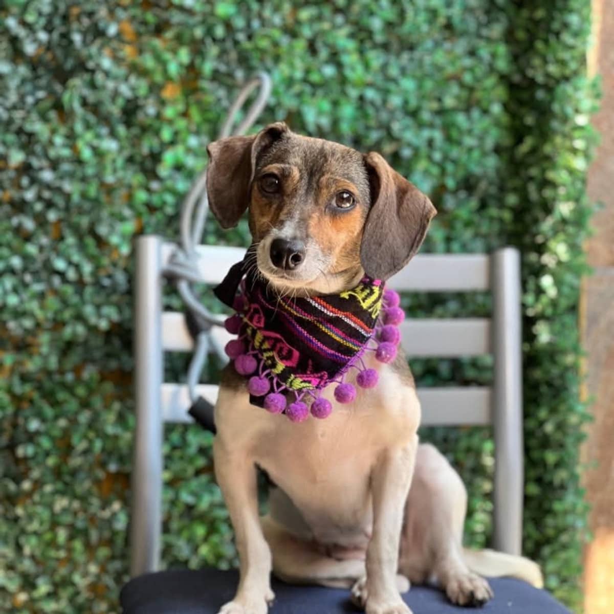 Lily - Beagle available for adoption