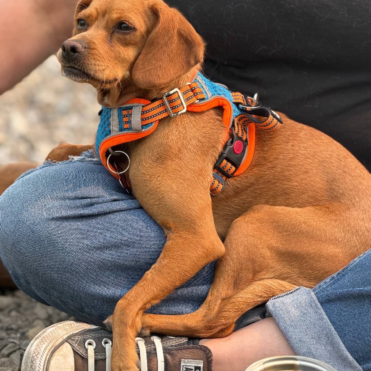 Petalo - Rat Terrier available for adoption in Alberta