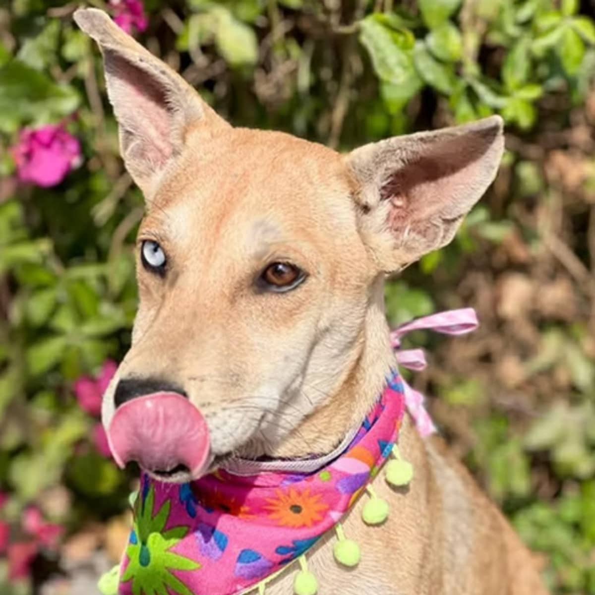 Tonita - Rat Terrier available for adoption