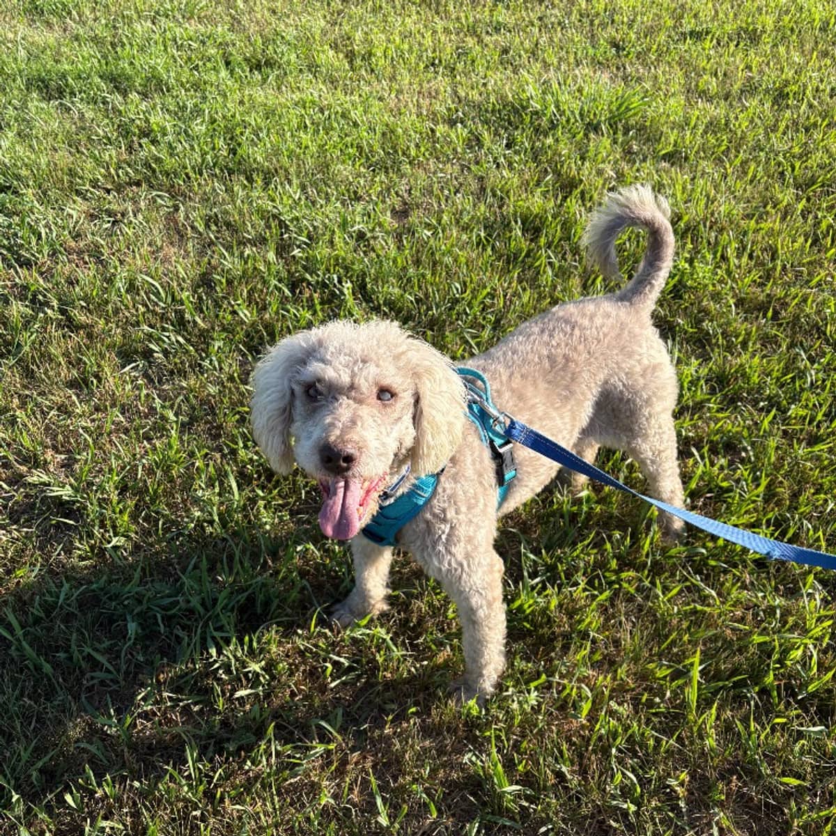 Bruno - Poodle available for adoption in Alberta