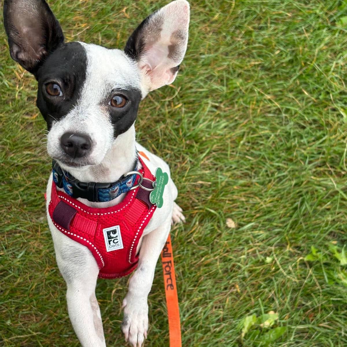 Spotty - Chihuahua available for adoption in Calgary