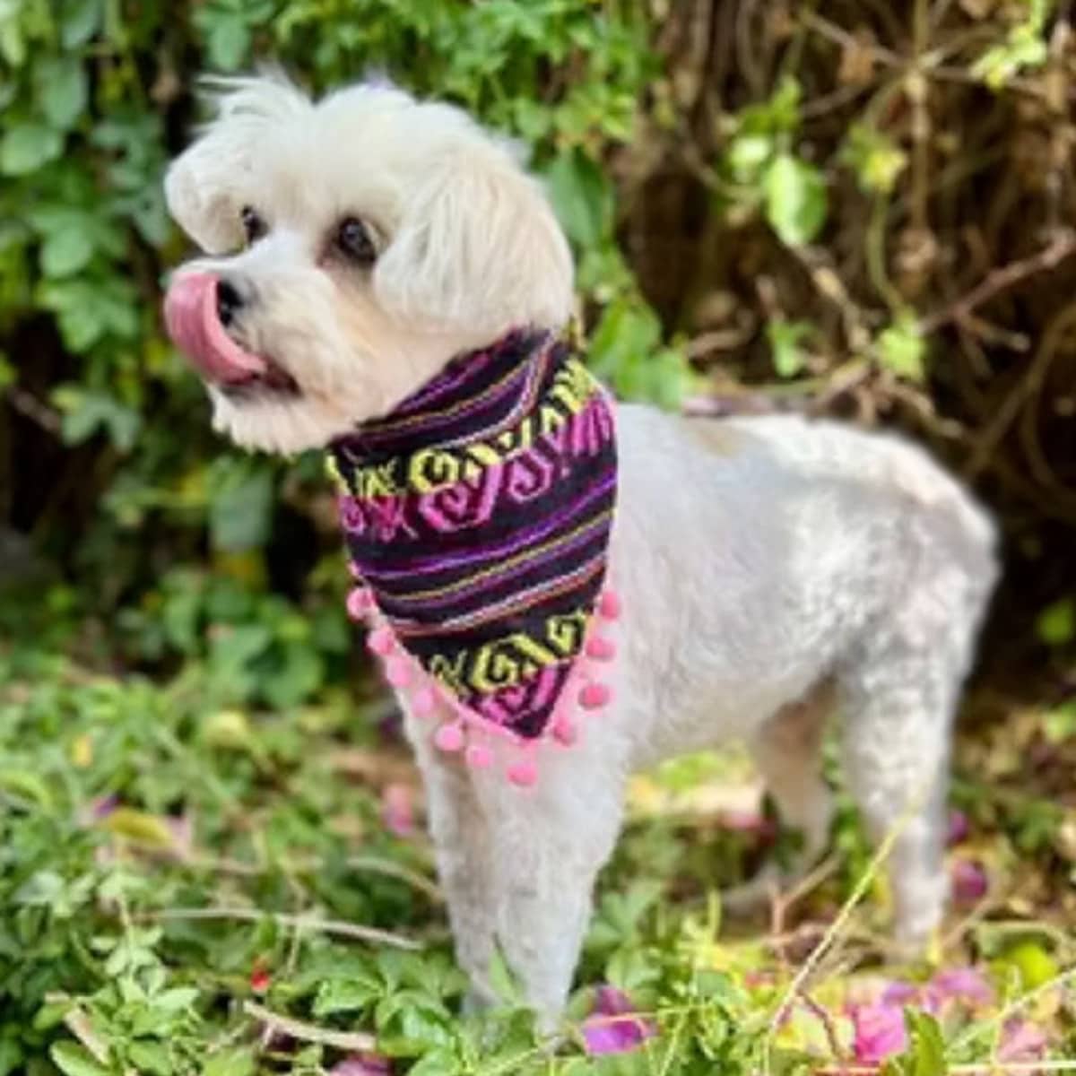 Eveline - Maltese available for adoption