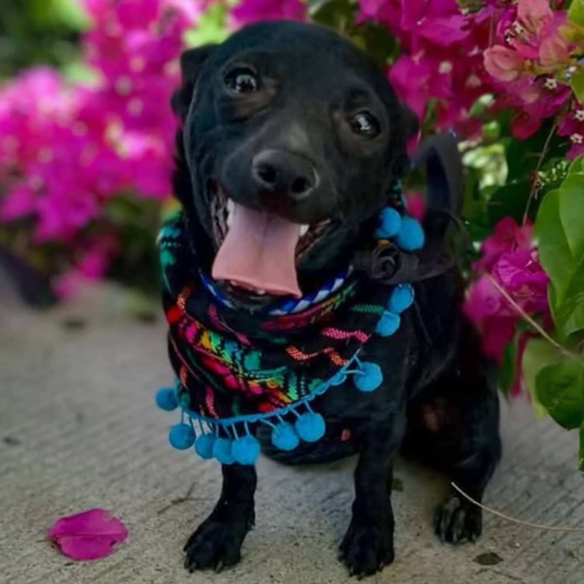 Felipe - Chihuahua available for adoption at Furball Force in Calgary