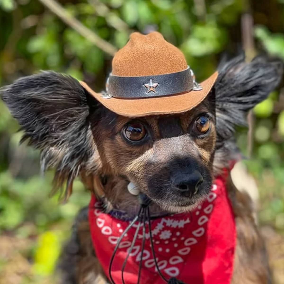 Wiwis - Chihuahua available for adoption