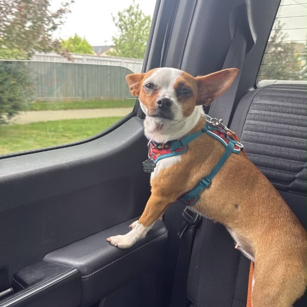 Bambina - Chihuahua available for adoption