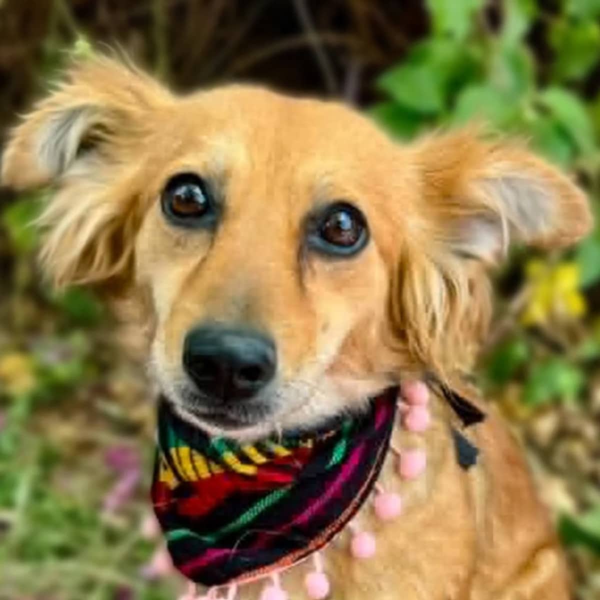 Vainilla - Chihuahua available for adoption