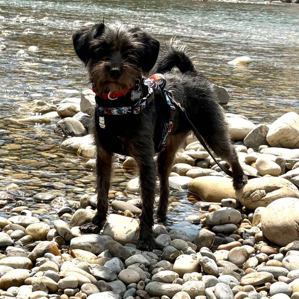 Fern - Wirehaired terrier available for adoption