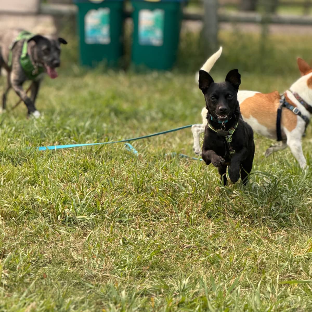 Felipe - Chihuahua available for adoption