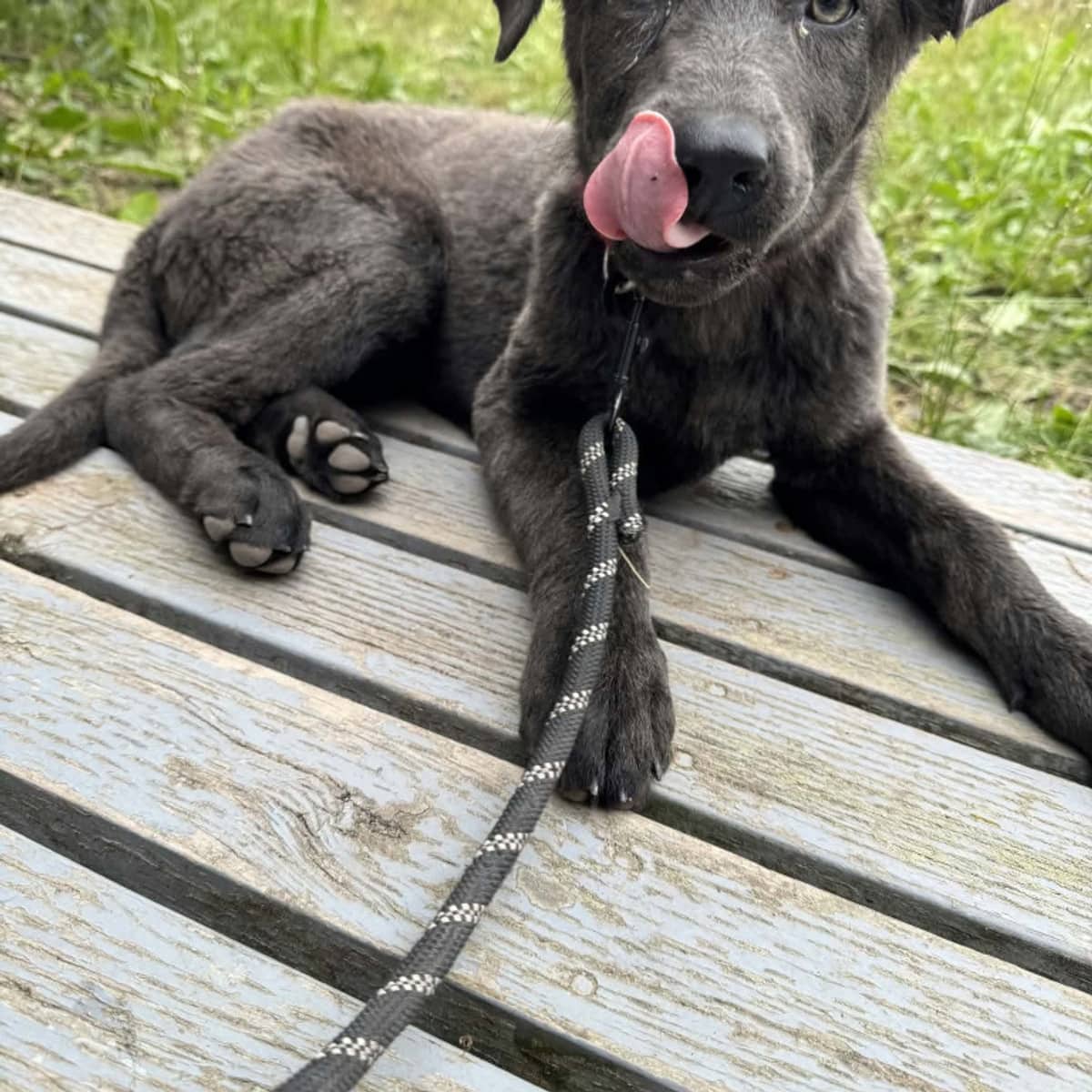 Gamora - Dutch Shepherd available for adoption in Alberta