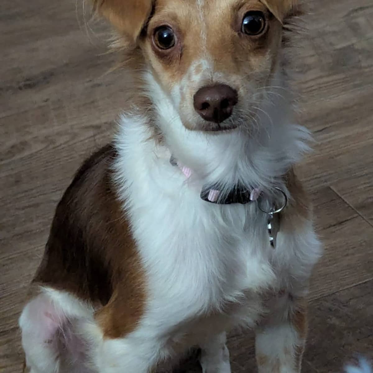 Andi - Chihuahua available for adoption at Furball Force in Calgary