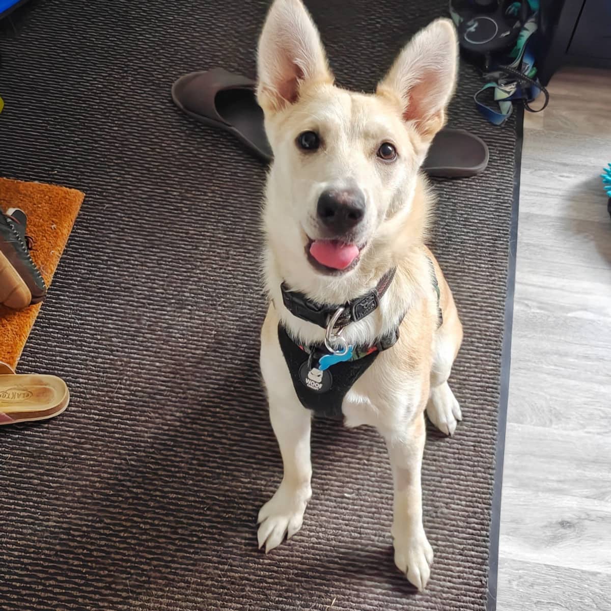 Wynter - Shepherd available for adoption in Alberta