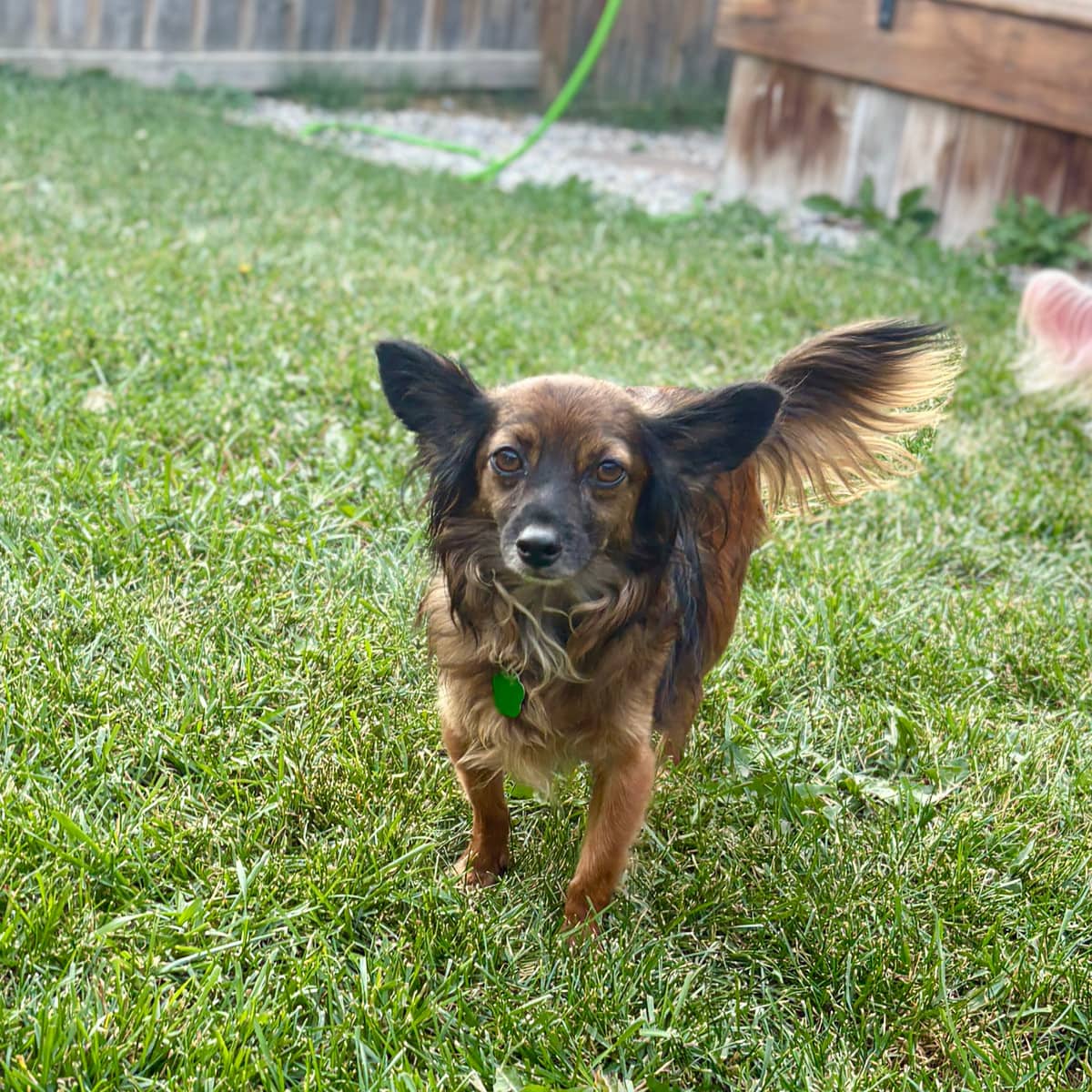 Wiwis - Chihuahua available for adoption
