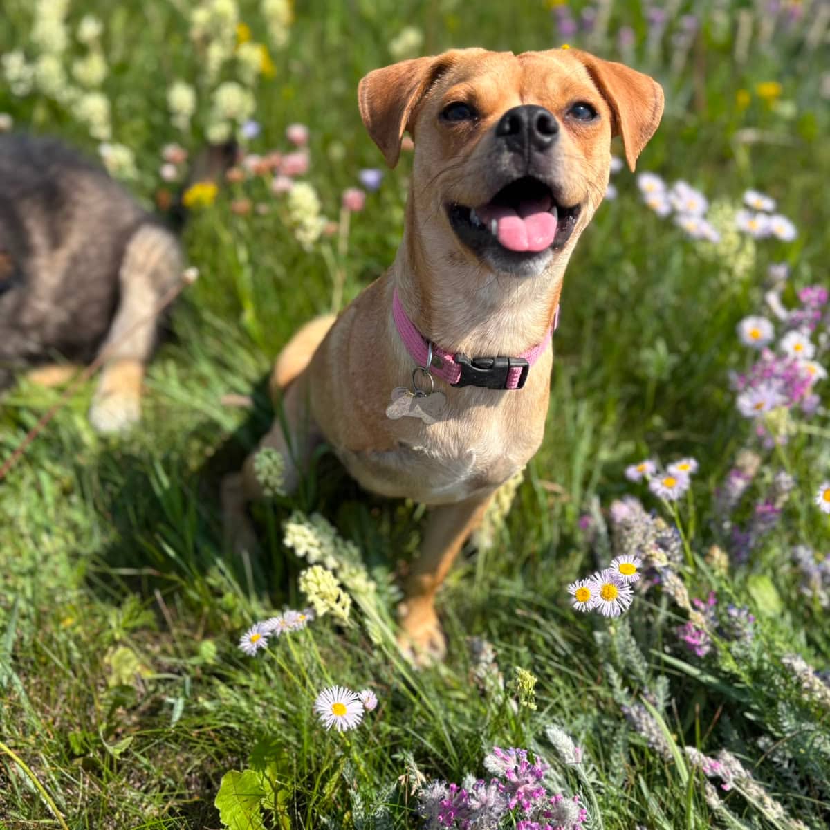 Stewie - Pug Mix available for adoption in Alberta