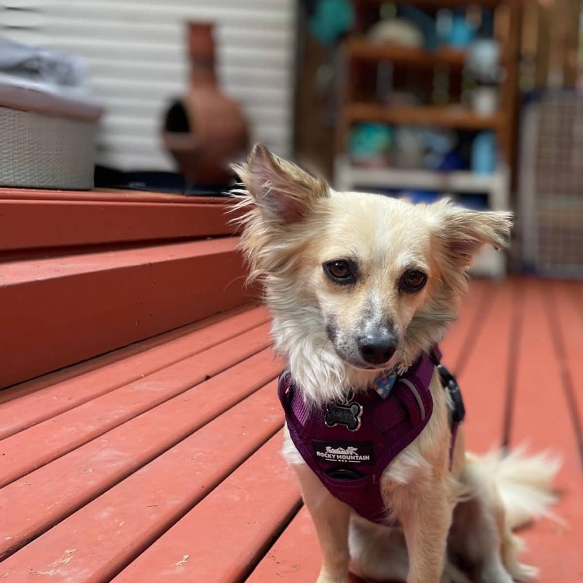 Hanna - Chihuahua available for adoption