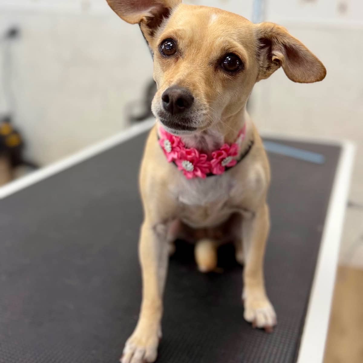 Monroe - Rat Terrier Mix available for adoption