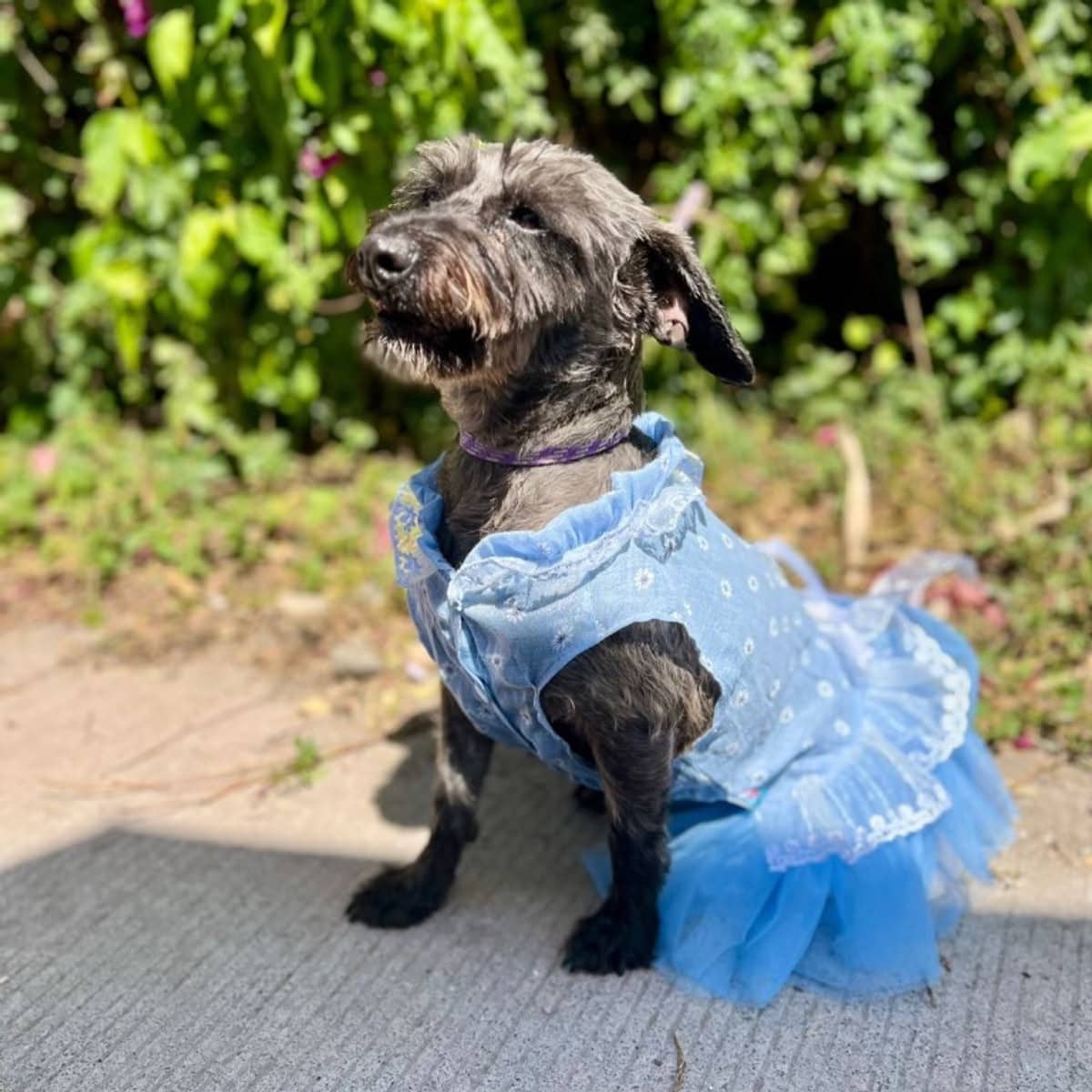 Perla - Wirehaired Terrier available for adoption