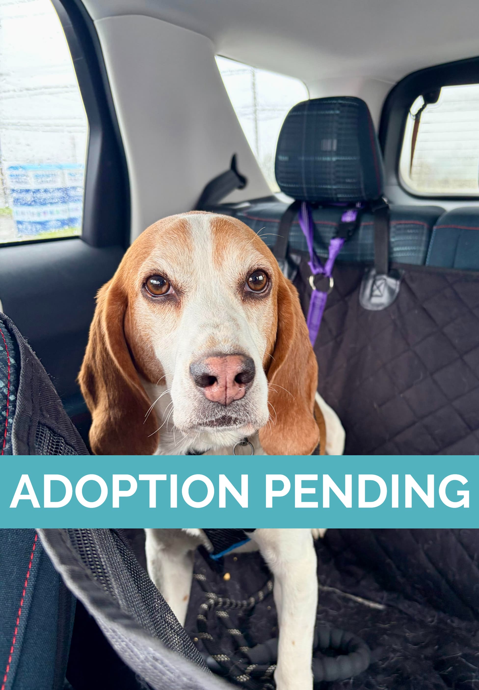 Malcom - Beagle available for adoption