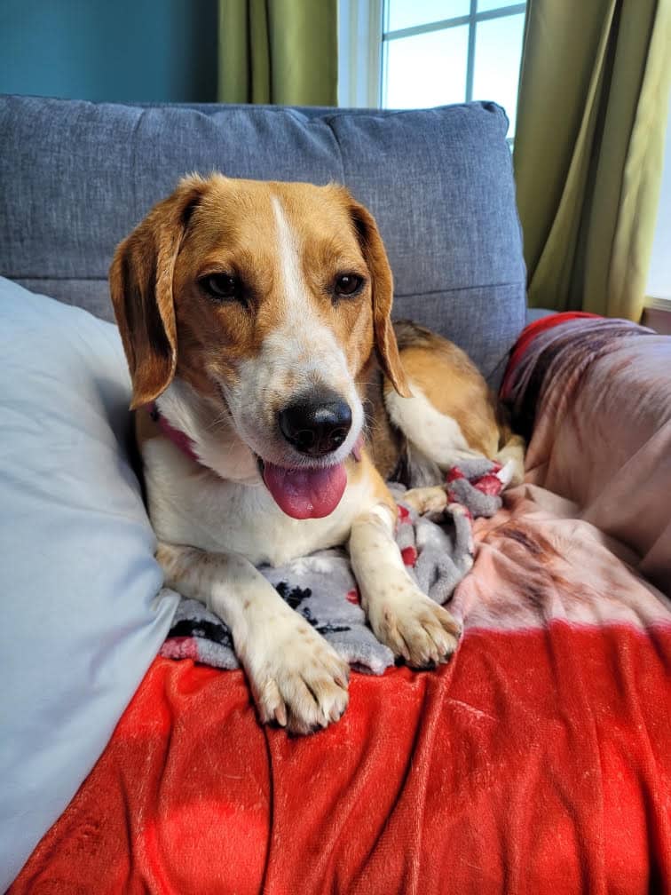 Quinn - Beagle available for adoption in Newfoundland and Labrador