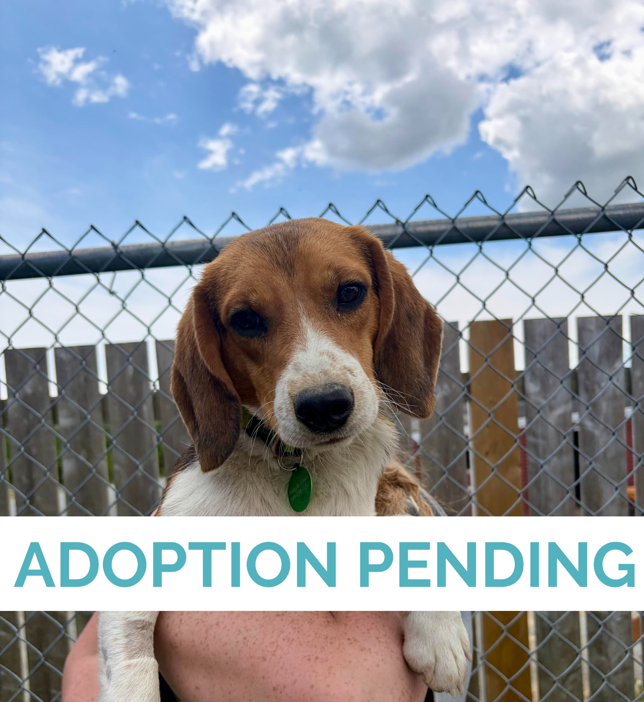 Yoshi - Beagle available for adoption
