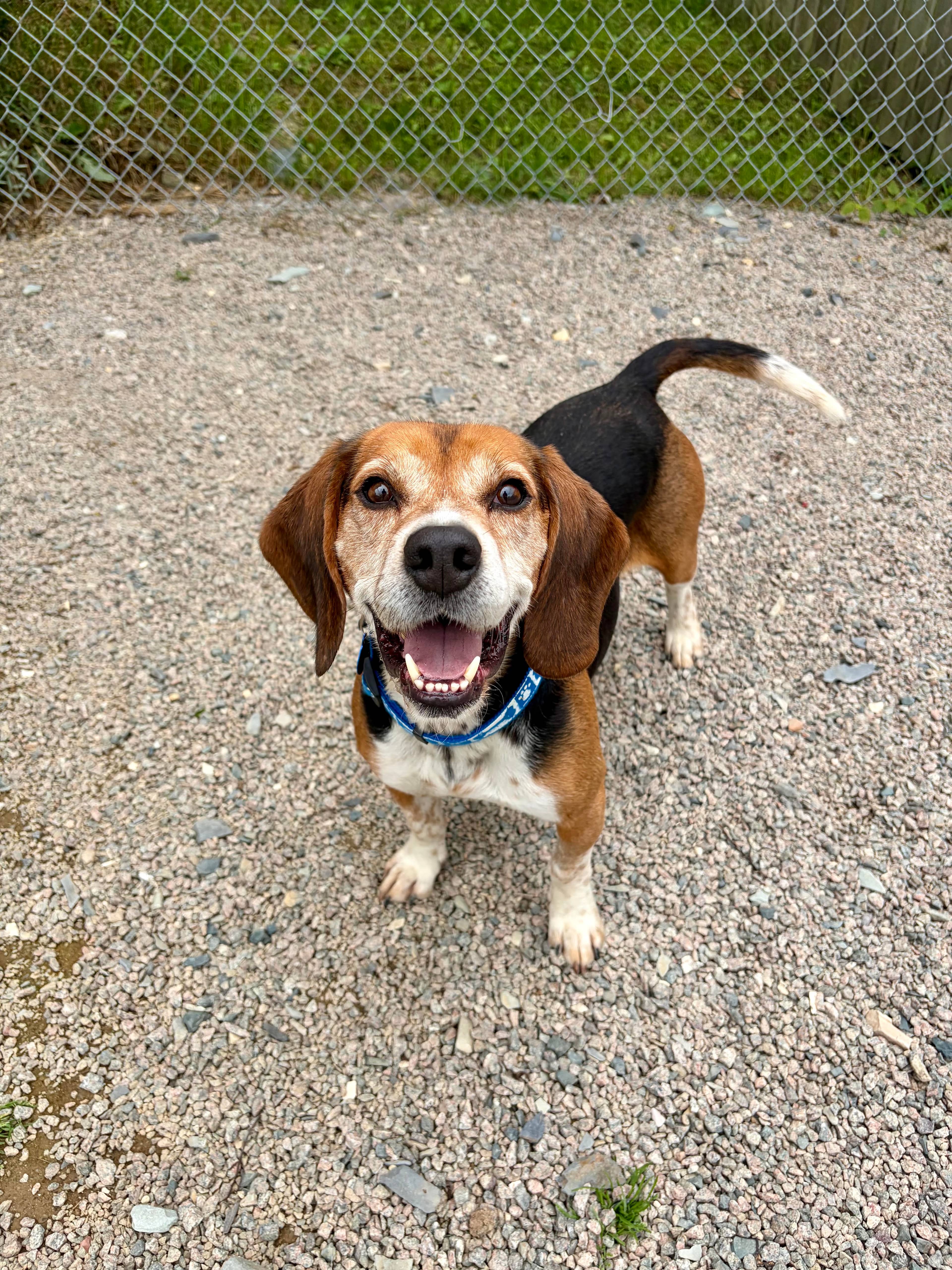 Alfie - Beagle available for adoption in Newfoundland and Labrador