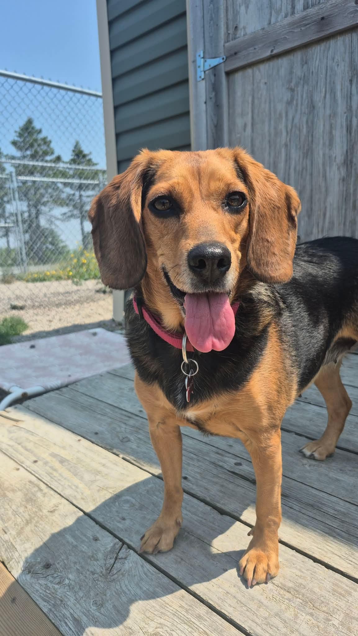Deena - Beagle available for adoption at Beagle Paws in St. John's