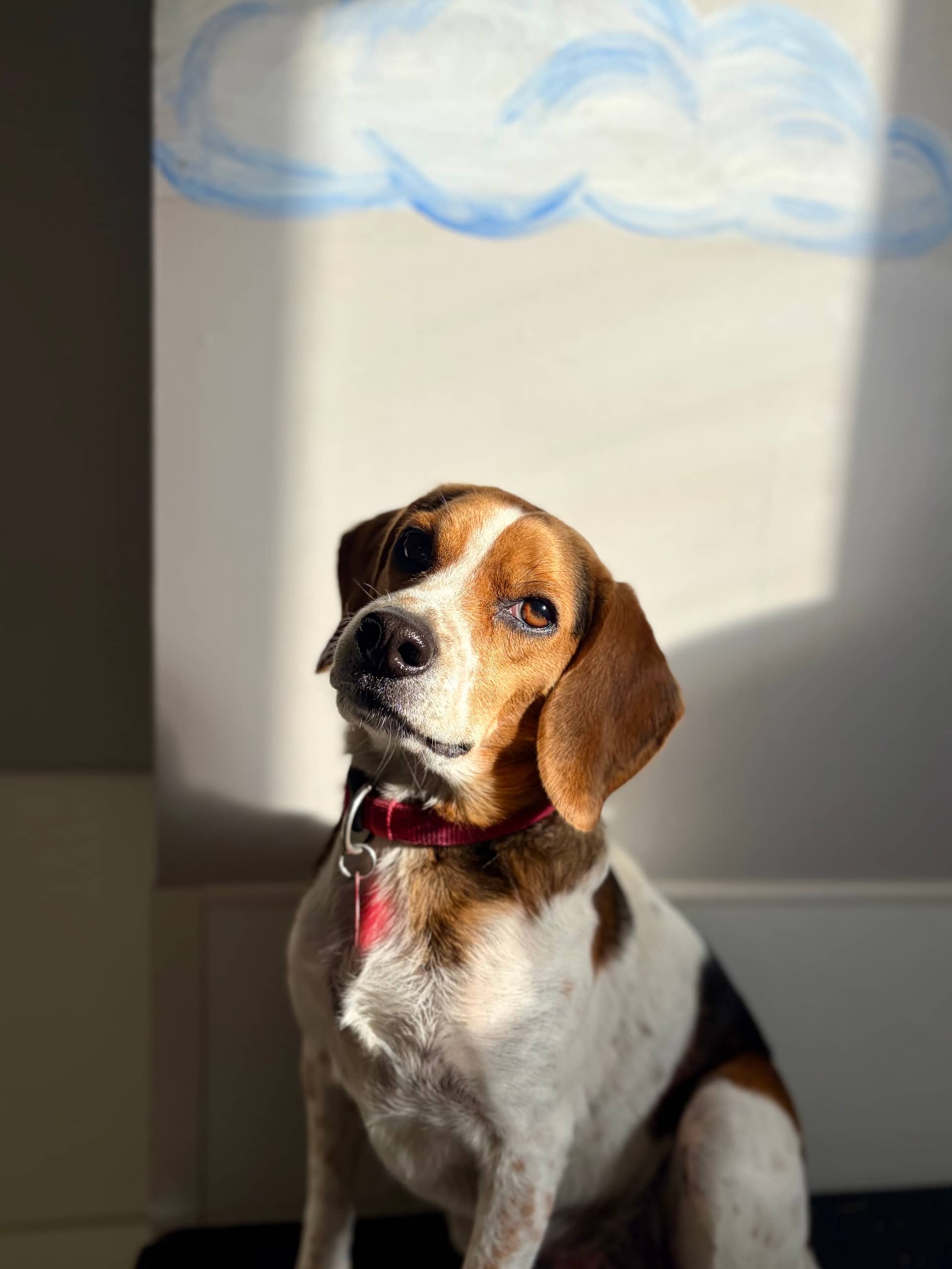 Zoey - Beagle available for adoption in Calgary