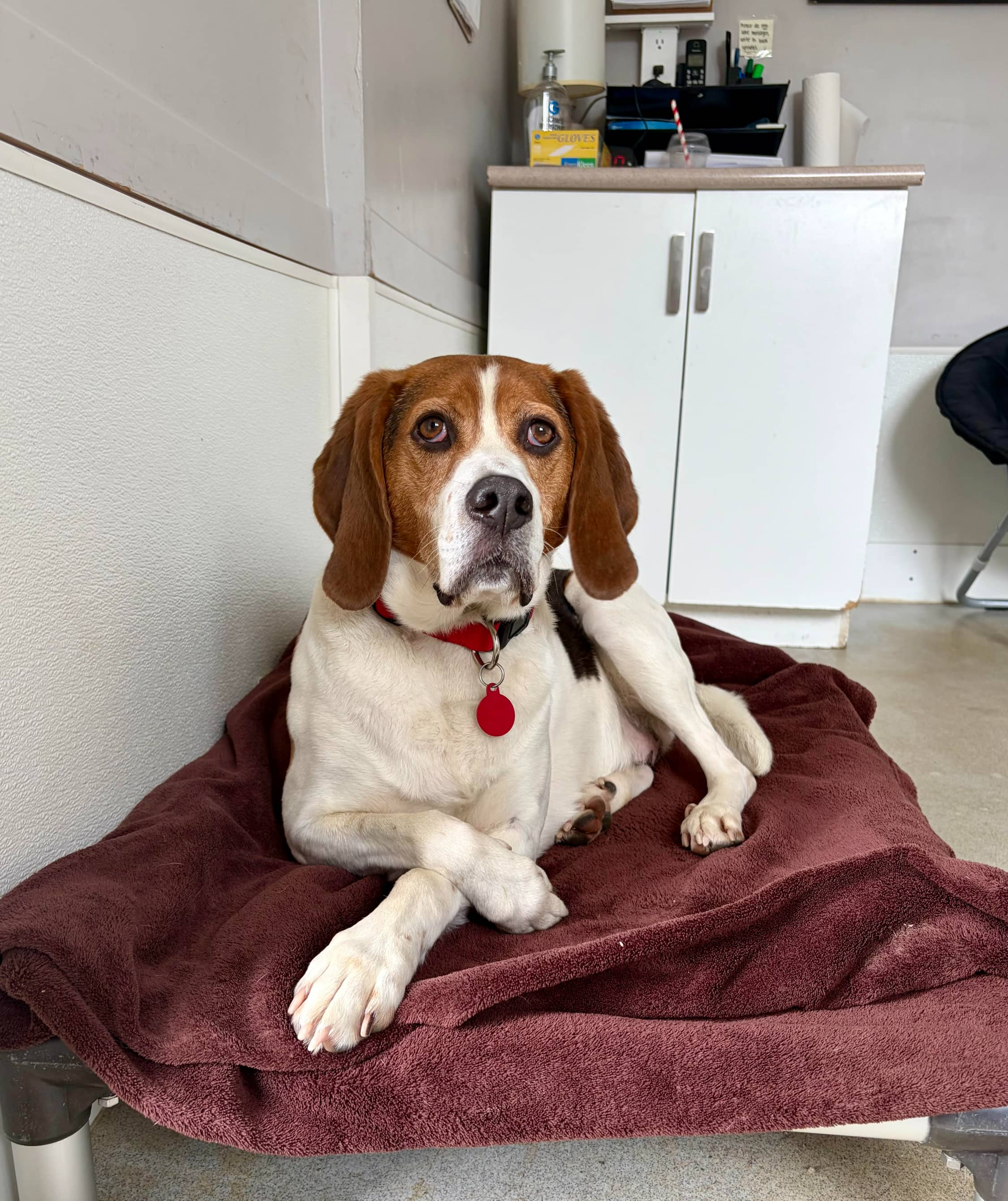 Bruno - Beagle available for adoption in Newfoundland and Labrador