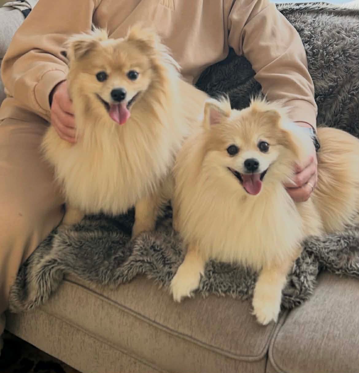 Cody & Chase - Pomeranians/Spitz available for adoption in Manitoba