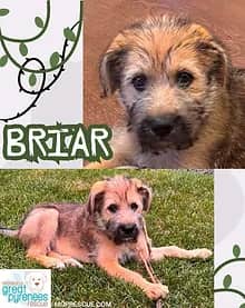 Briar - Great Pyrenees Mix available for adoption in Manitoba