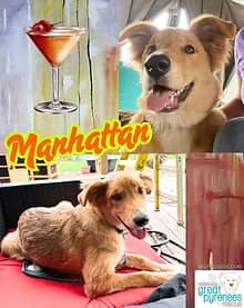 Manhattan - Shepherd/Collie available for adoption in Calgary