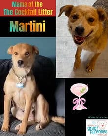 Martini2 - Shepherd Mix available for adoption at Manitoba Great Pyrenees Rescue in Winnipeg