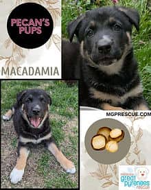 Macadamia - Husky/Shepherd mix available for adoption