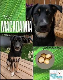 Macadamia - Husky/Shepherd mix available for adoption in Manitoba